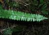 image of Asplenium polyphyllum