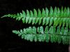 image of Asplenium polyphyllum