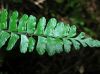 image of Asplenium polyphyllum