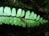 image of Asplenium polyphyllum