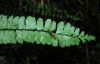 image of Asplenium polyphyllum