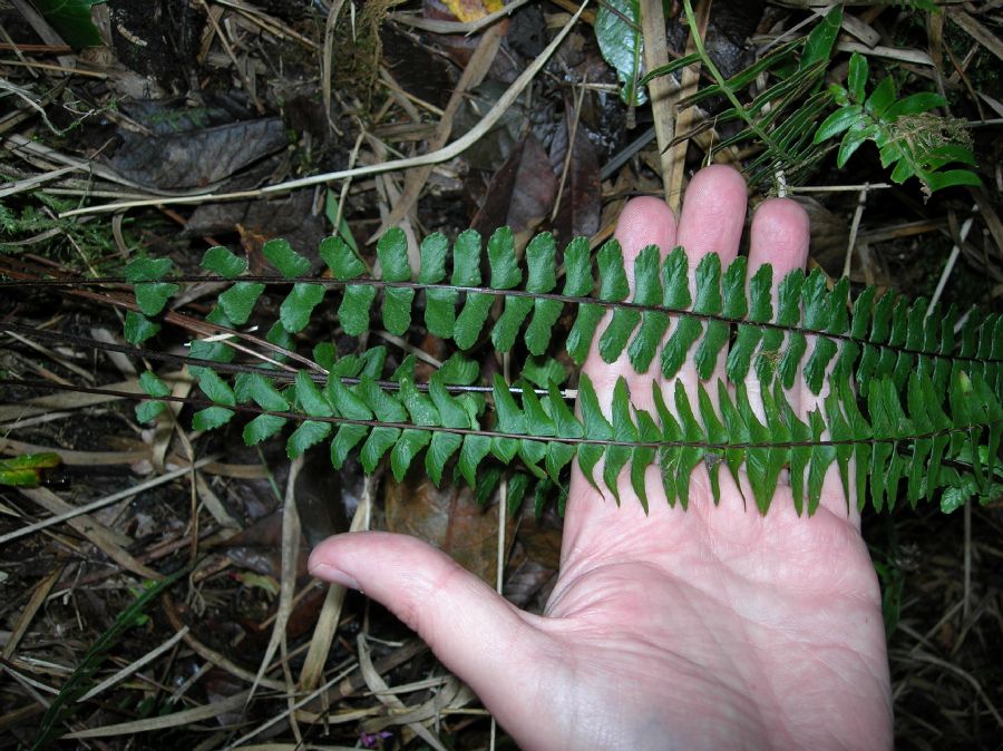 Aspleniaceae Asplenium polyphyllum