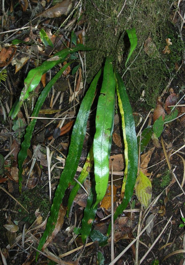 Polypodiaceae Campyloneurum amphostenon