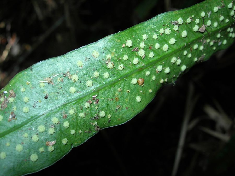 Polypodiaceae Campyloneurum amphostenon