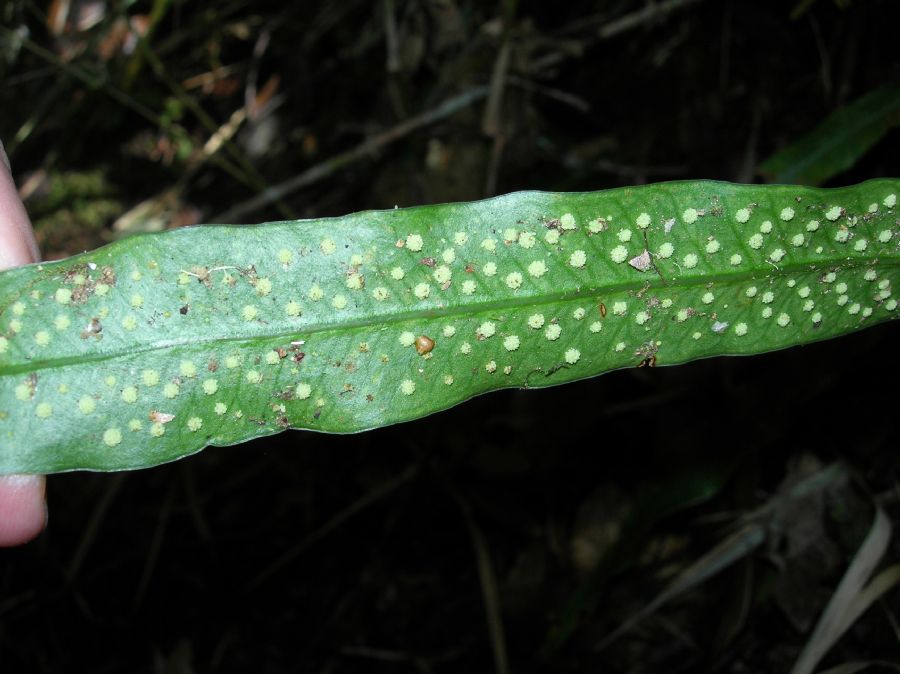 Polypodiaceae Campyloneurum amphostenon