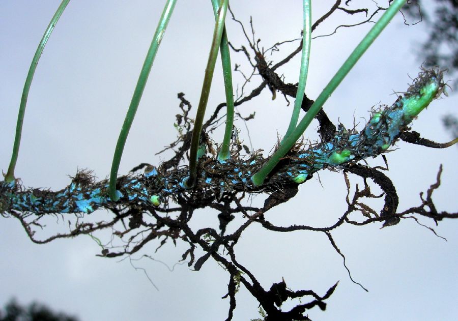 Polypodiaceae Campyloneurum amphostenon