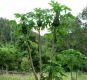 image of Carica papaya