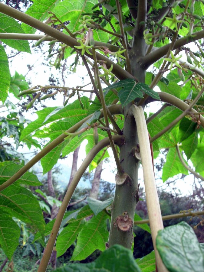 Caricaceae Carica papaya