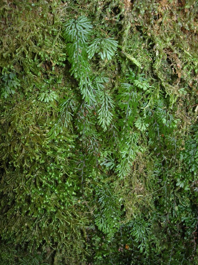 Hymenophyllaceae Hymenophyllum tunbridgense