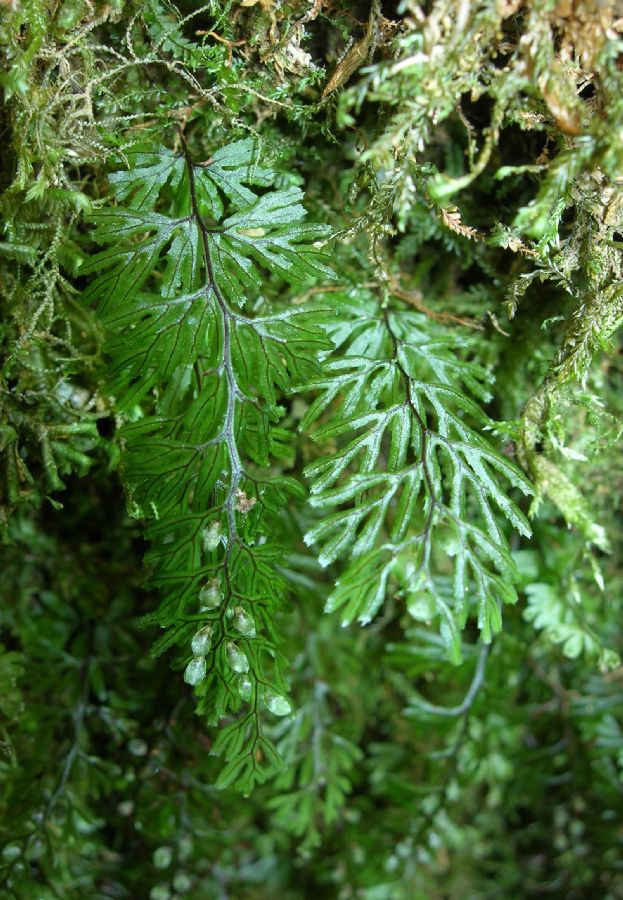 Hymenophyllaceae Hymenophyllum tunbridgense