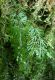 image of Hymenophyllum tunbridgense