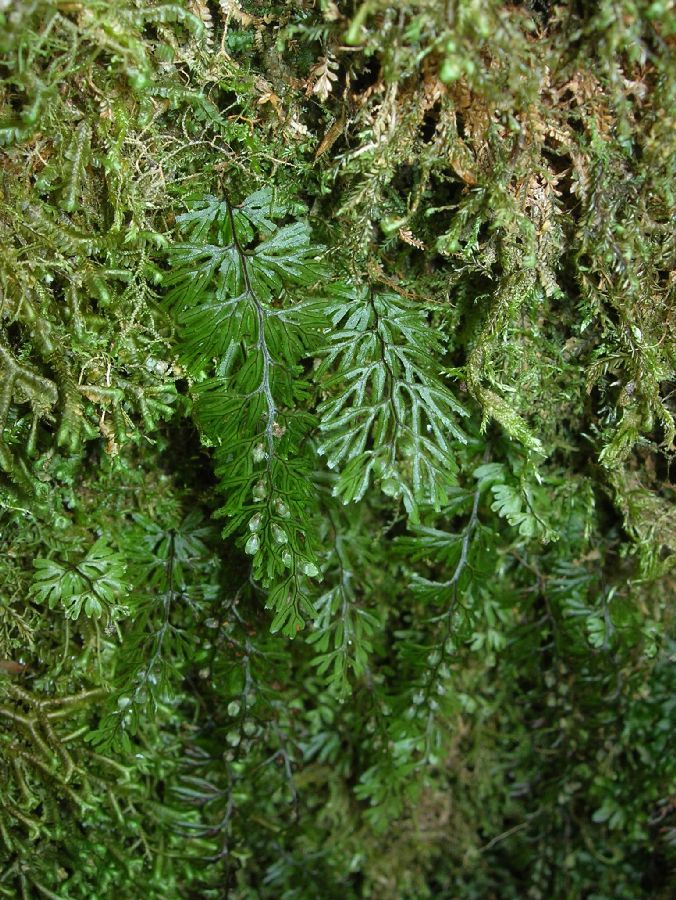 Hymenophyllaceae Hymenophyllum tunbridgense