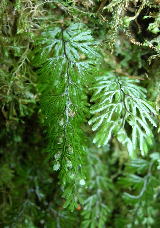 Hymenophyllaceae Hymenophyllum tunbridgense