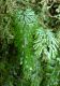 image of Hymenophyllum tunbridgense