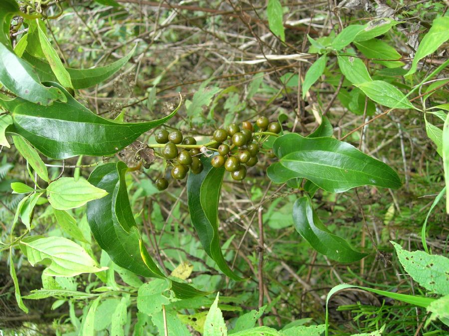 Smilacaceae Smilax subpubescens