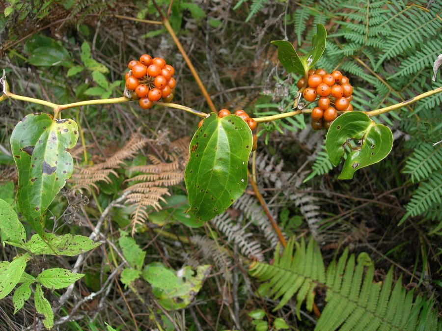 Smilacaceae Smilax subpubescens