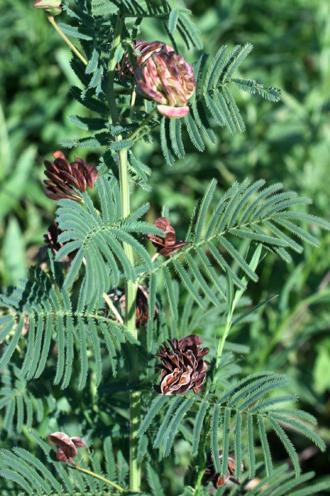 Fabaceae Desmanthus illinoensis