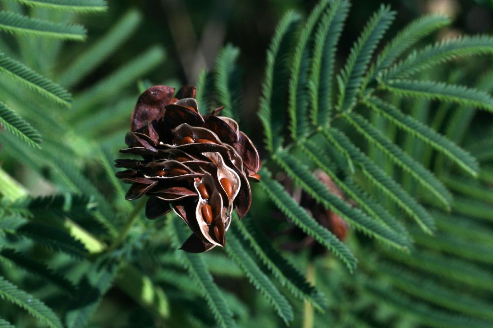 Fabaceae Desmanthus illinoensis