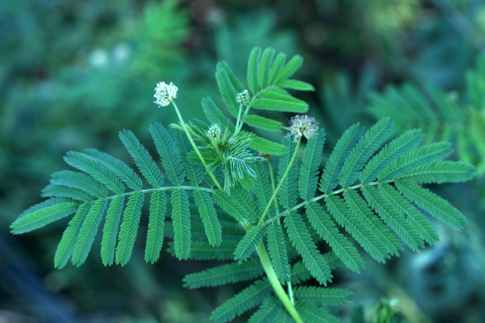 Fabaceae Desmanthus illinoensis