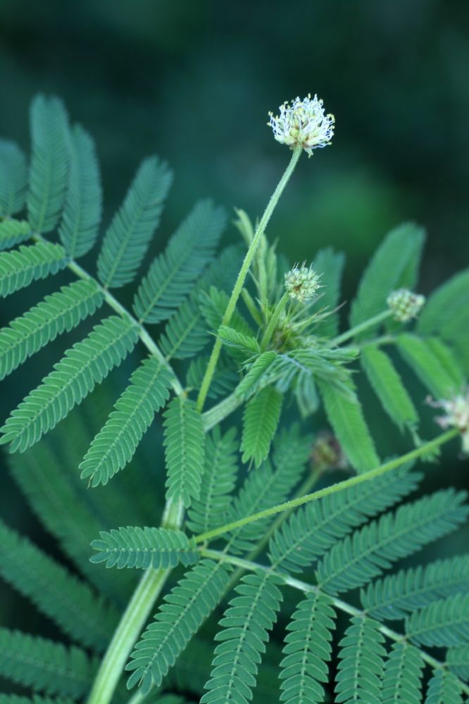 Fabaceae Desmanthus illinoensis