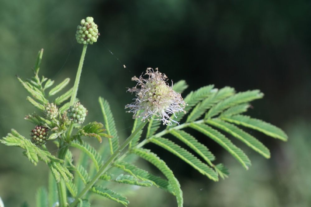 Fabaceae Desmanthus illinoensis