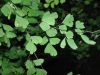 image of Adiantum capillus-veneris