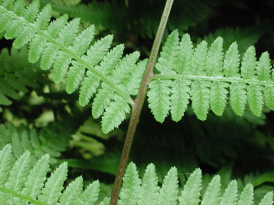 Athyriaceae Athyrium filix-femina