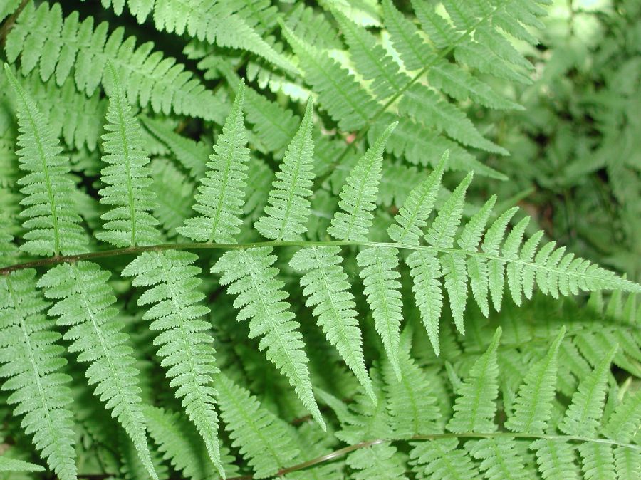 Athyriaceae Athyrium filix-femina