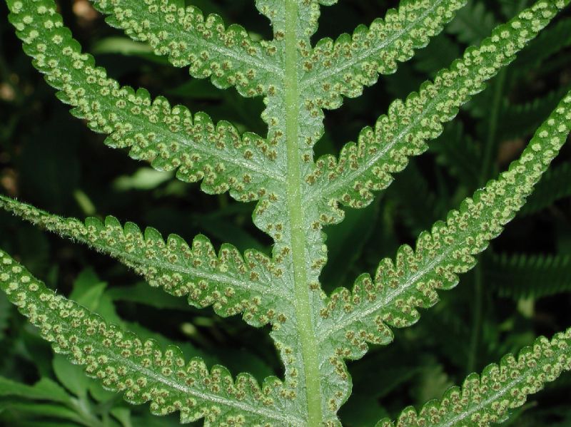 Thelypteridaceae Phegopteris decursive-pinnata