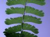 image of Adiantum pedatum