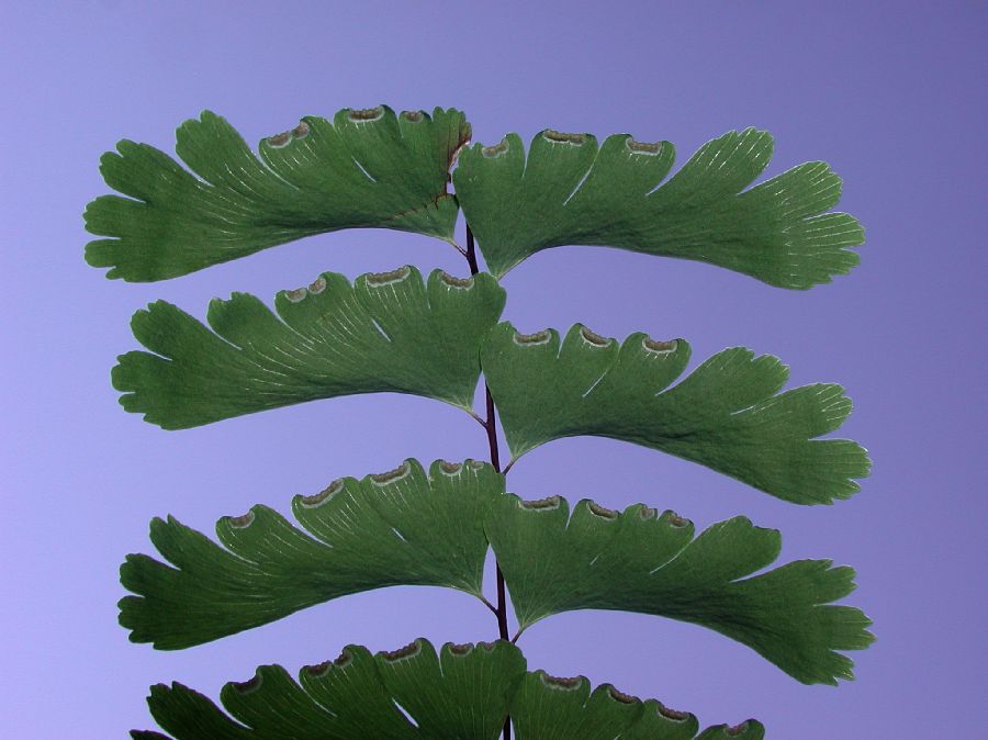 Pteridaceae Adiantum pedatum