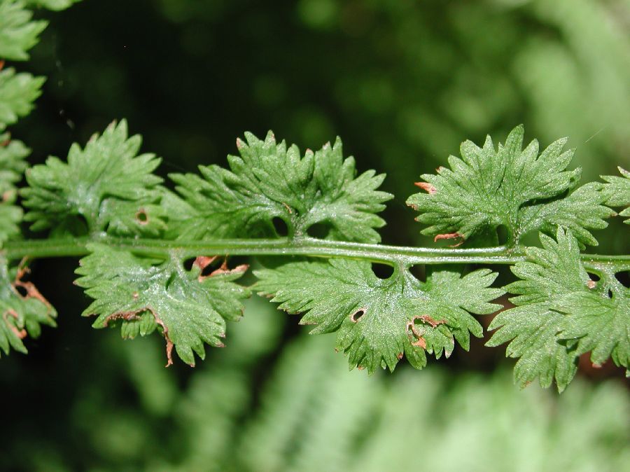 Athyriaceae Athyrium filix-femina