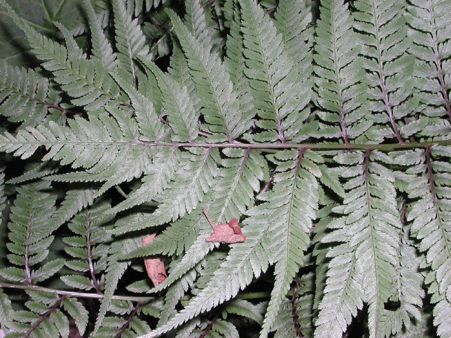 Athyriaceae Anisocampium niponicum