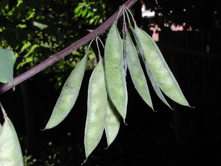 Fabaceae Cercis canadensis