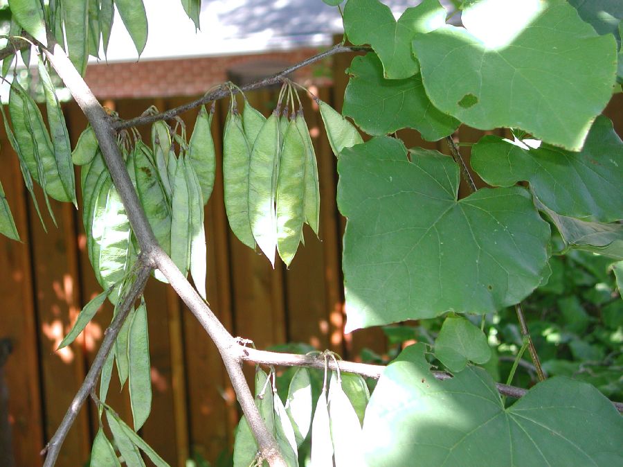 Fabaceae Cercis canadensis