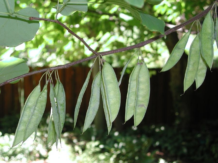 Fabaceae Cercis canadensis