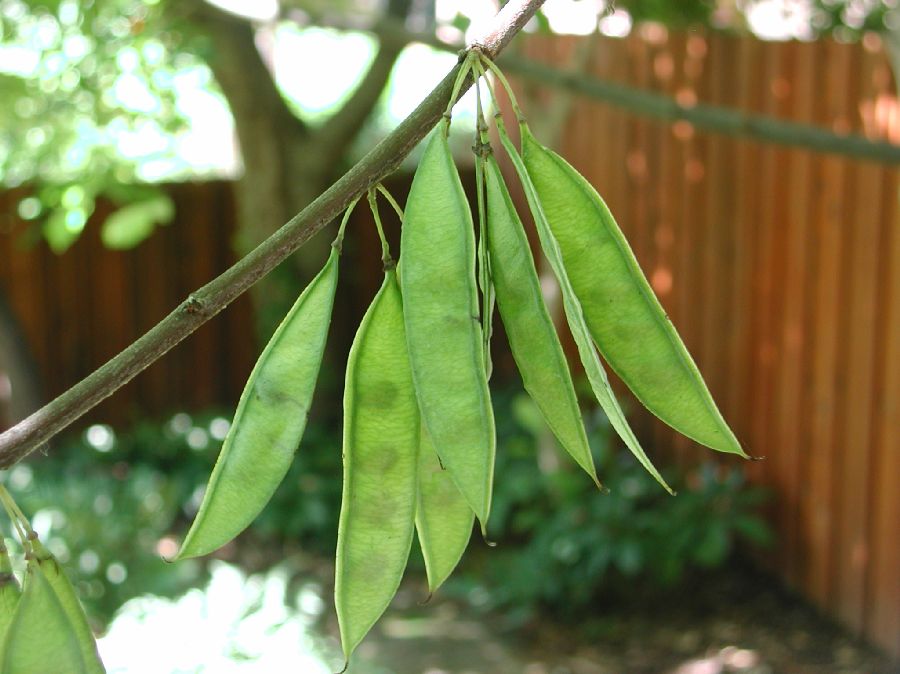 Fabaceae Cercis canadensis