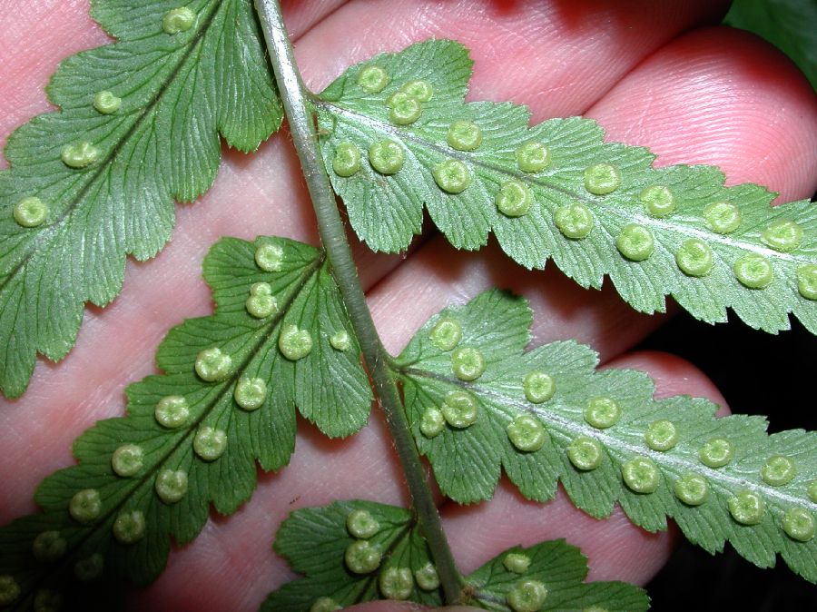 Dryopteridaceae Dryopteris tokyoensis