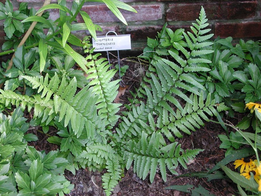 Dryopteridaceae Dryopteris tokyoensis