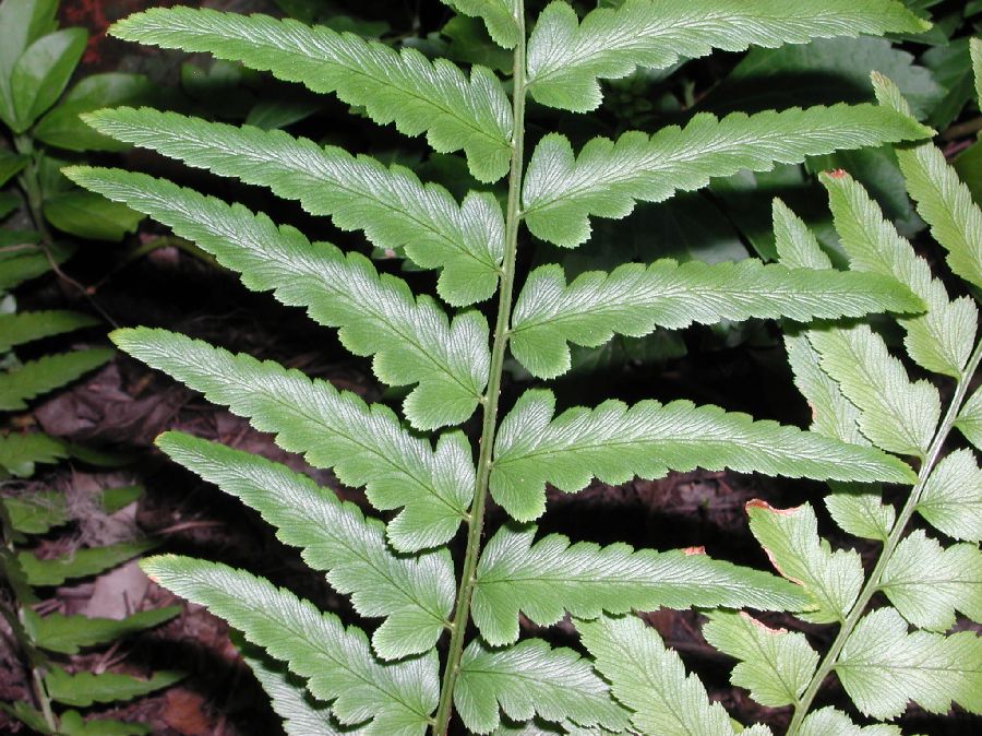 Dryopteridaceae Dryopteris tokyoensis