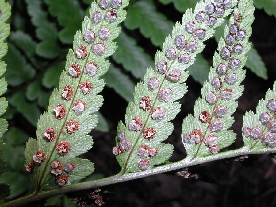 Dryopteridaceae Dryopteris tokyoensis