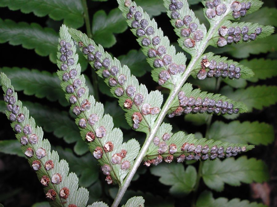 Dryopteridaceae Dryopteris tokyoensis