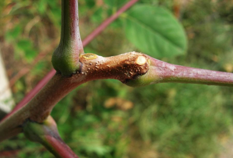 Fabaceae Gymnocladus dioica