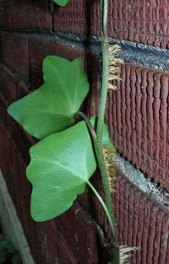 Araliaceae Hedera helix