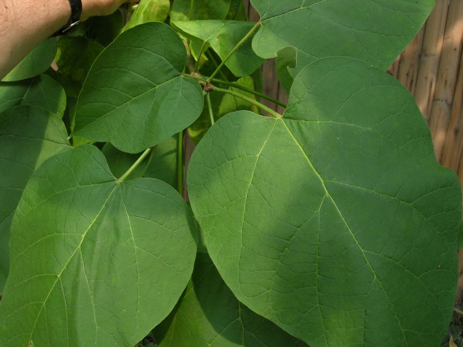 Bignoniaceae Catalpa bignonioides