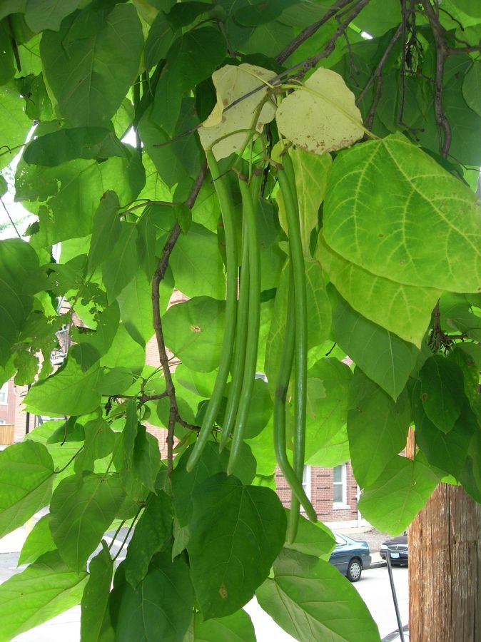 Bignoniaceae Catalpa bignonioides