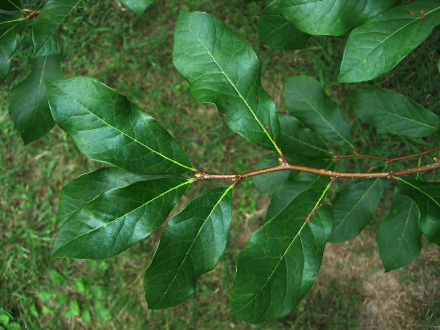 Nyssaceae Nyssa sylvatica