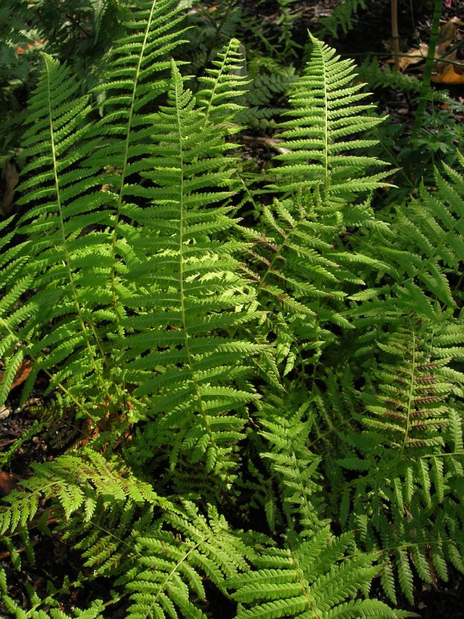 Thelypteridaceae Amauropelta beddomei