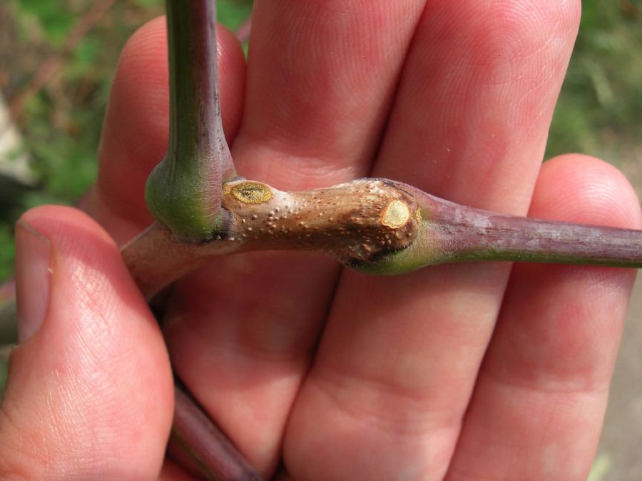 Fabaceae Gymnocladus dioica