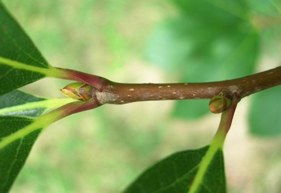 Nyssaceae Nyssa sylvatica